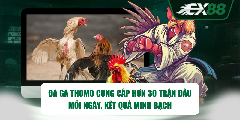 Đá gà Thomo cung cấp hơn 30 trận đấu mỗi ngày, kết quả minh bạch
