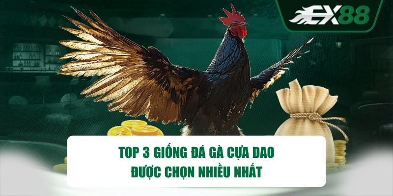 Top 3 giống đá gà cựa dao được chọn nhiều nhất